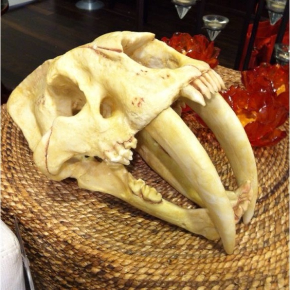 Z Gallerie Sabre Tooth Skull Habitat Accessory